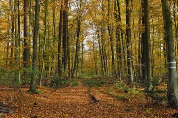 La nuova legge regionale sui boschi e gli ecosistemi forestali.